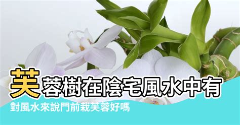 芙蓉樹風水